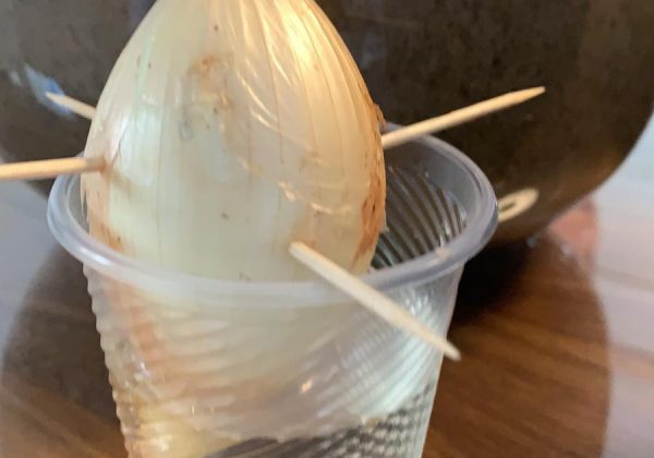 למידה מרחוק ביולוגיה ז’ השפעת המים על הבצל ועל זרעי עדשים