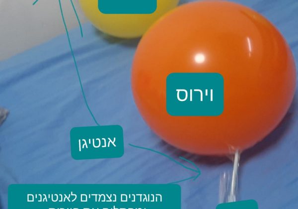 תלמידי המצוינות למדו על סוגי נוגדנים ועל הקשר שבין נוגדן לאנטיגן תוך הכנת דגמים המדמים את פעילות מערכת החיסון