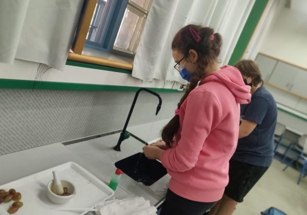 תלמידי מדעית ח’ לומדים על תהליך הכנת היין כחלק מלימודי המיקרוביולוגיה