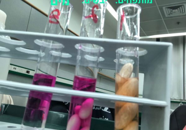 תלמידי כיתות ז’ חוקרים את תהליך הנשימה בזרעים בשיעור ביולוגיה