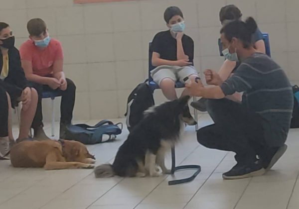 תחום עניין כלבנות. יחד לומדים לאלף את הכלבים האישיים שלנו